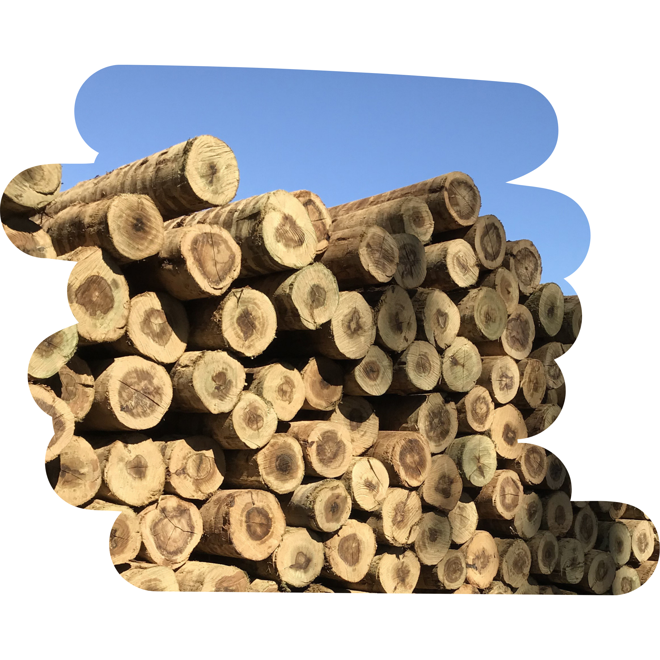 TITANO TE 10 A 12 X 2,20